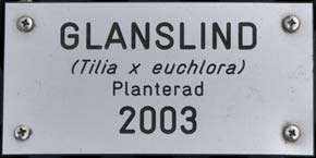 Parklind (Tilia x vulgaris) 2002