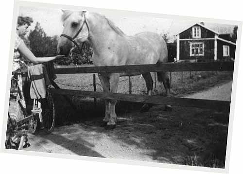 Oom jag ej tar miste, är detta Uno Lunds häst som både drog likvagn och kärror med de tömda slaskhusens innehåll. Bilden är från våren 1956. Anita Blomqvist, gift Heselius, från Kovjoki, brukade vissla på den när de kom där Ingmar Finne byggde sin gård och då kom hästen fram och hälsade. Fotot fick jag av Margit Aromäki, född Bärklar. Men jag vet ännu inte vad hästen hette.